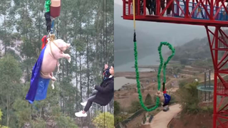Un parque temático chino lanza un cerdo con capa para hacer puenting antes de sacrificarlo